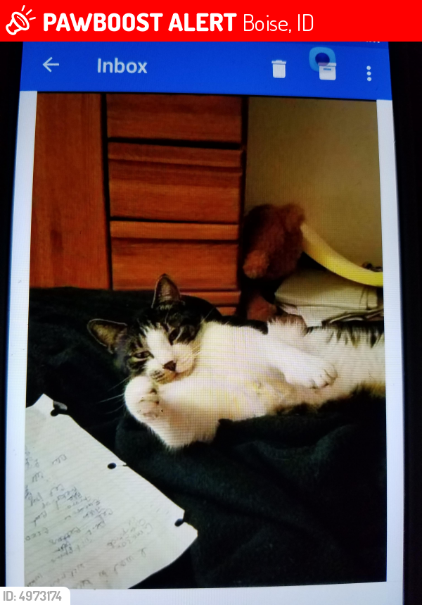 Lost Male Cat In Boise Id 83702 Named Toby Id 4973174 Pawboost