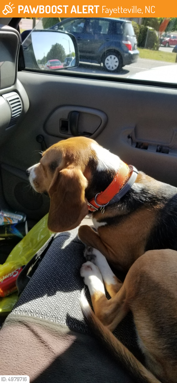 Found/Stray Male Dog in Fayetteville, NC 28303 (ID 4979716) PawBoost