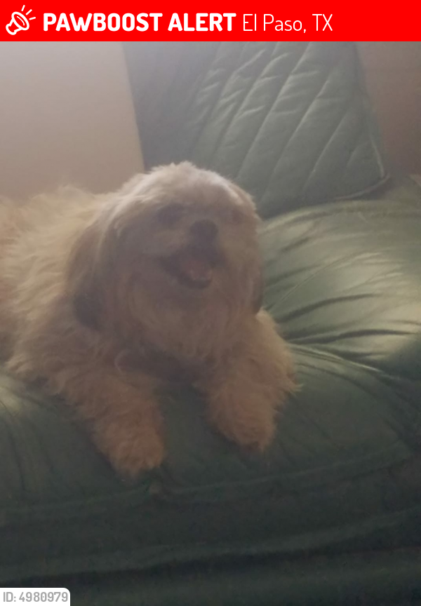 Search Results For Craigslist Lost Pets El Paso Pets Blog Bcitc Org