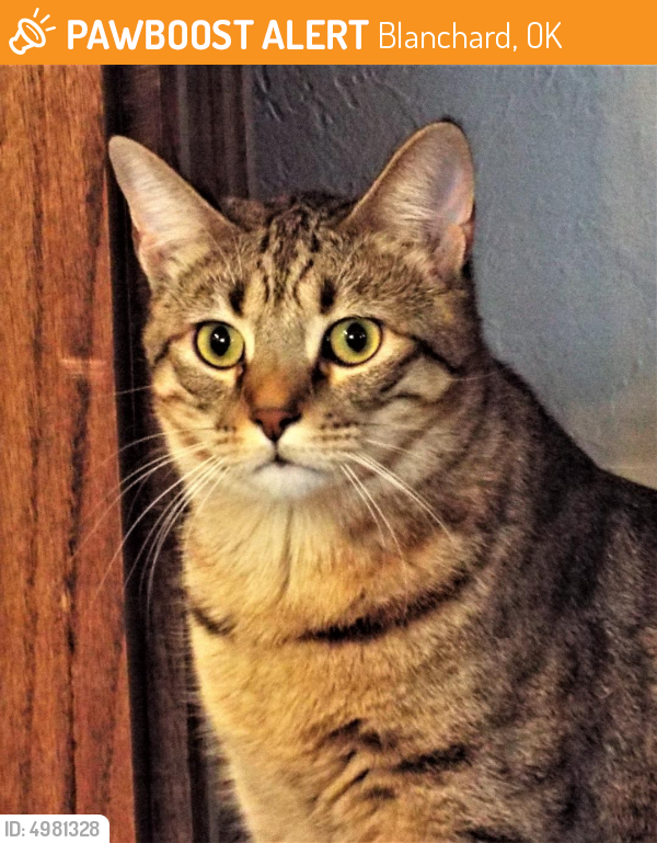 Found/Stray Female Cat in Blanchard, OK 73010 (ID 4981328) PawBoost