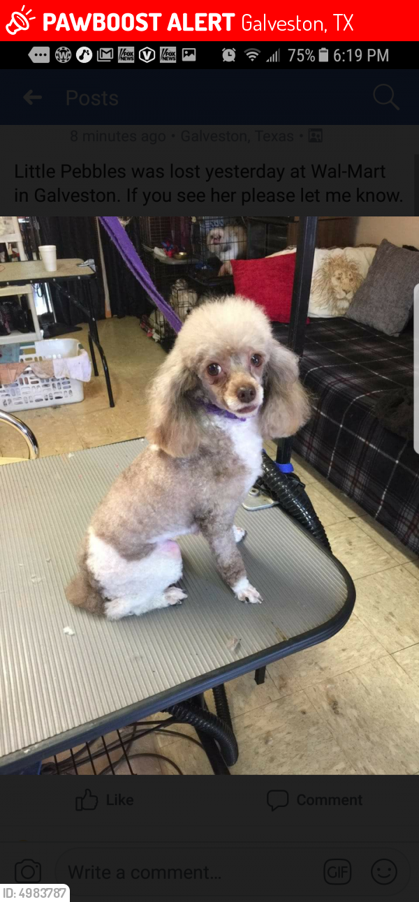 lost poodle near me