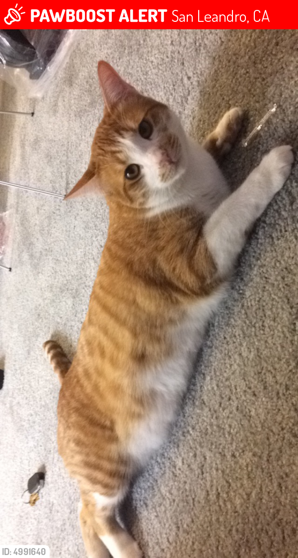 Lost Male Cat in San Leandro, CA 94578 Named Buttercup (ID ...