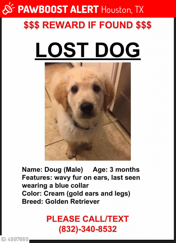 Lost Male Dog in Houston, TX 77099 Named Doug (ID: 4997660) | PawBoost