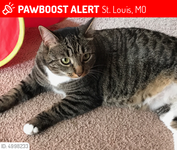 Lost Female Cat in St. Louis, MO 63110 Named Sophia (ID: 4998233 ...