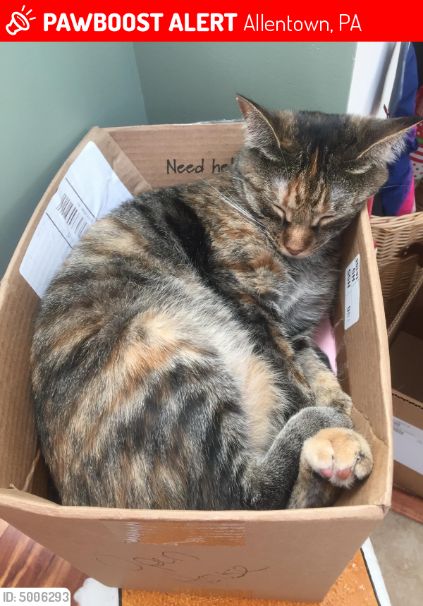 Lost Female Cat in Allentown, PA 18104 Named Macy (ID 5006293) PawBoost
