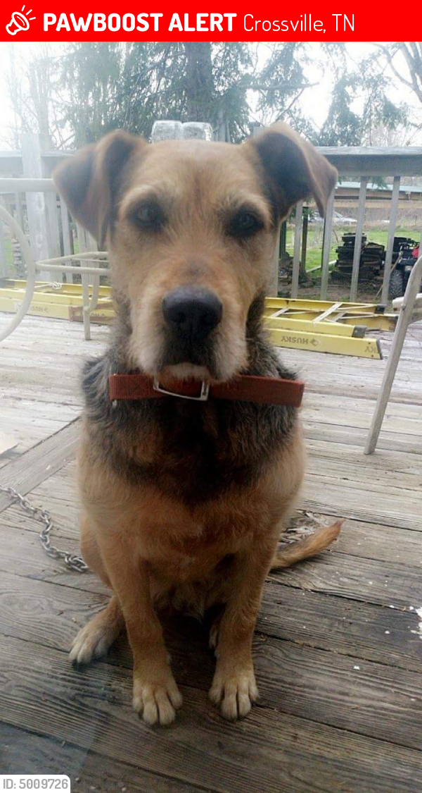 Lost Female Dog in Crossville, TN 38571 Named Charlie (ID 5009726