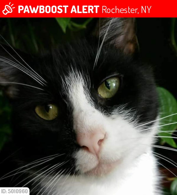 Lost Male Cat in Rochester, NY 14609 Named Blake (ID 5010960) PawBoost