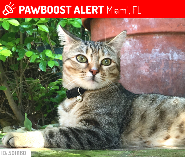 Lost Female Cat in Miami, FL 33137 Named Sarita (ID 5011160) PawBoost