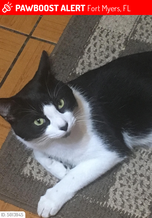 Lost Male Cat  in Fort  Myers  FL 33901 Named Milo ID 