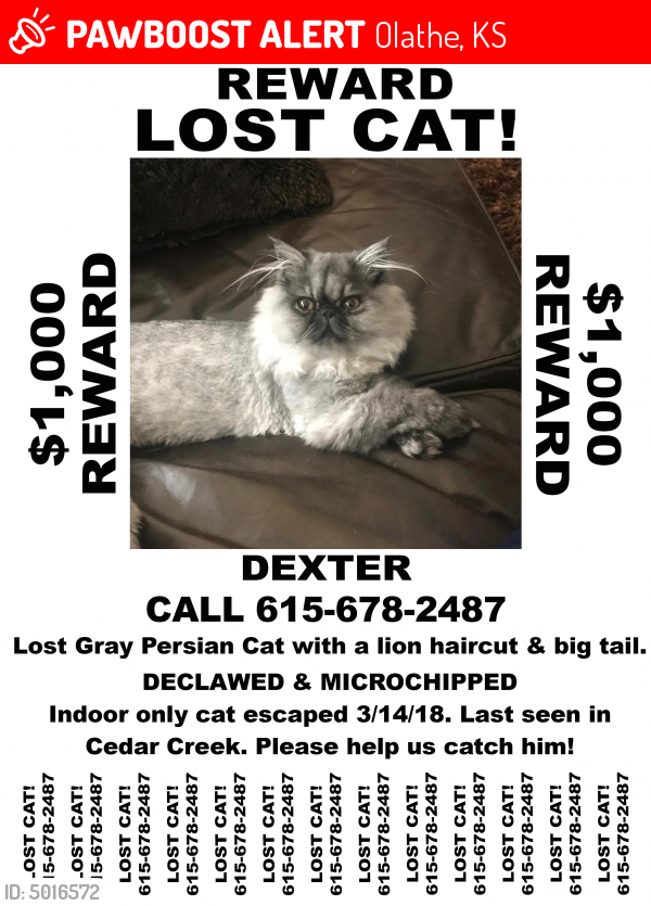 Kenyalogy Adopt A Siamese Cat Near Me Kenyalogy Local Missing Cats