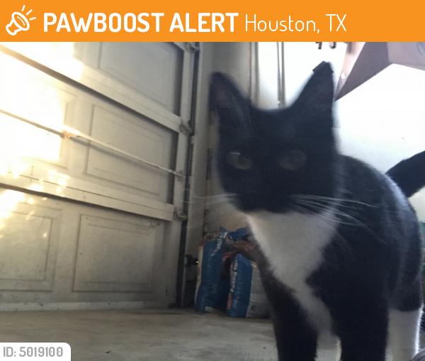 Rehomed Cat in Houston, TX 77095 (ID: 5019100) | PawBoost