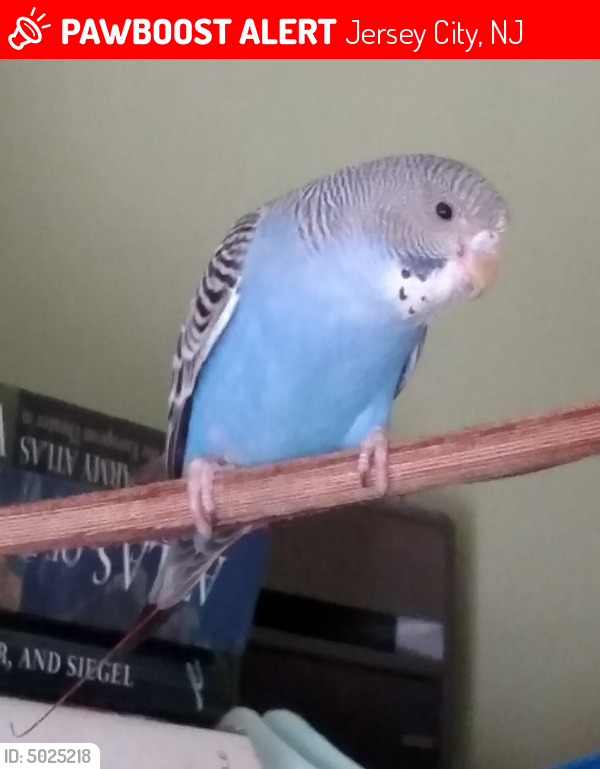 rescue birds nj rescue birds nj