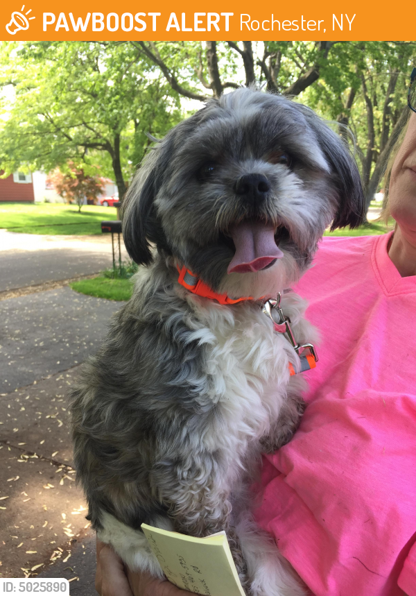 Rehomed Female Dog in Rochester, NY 14624 (ID 5025890) PawBoost