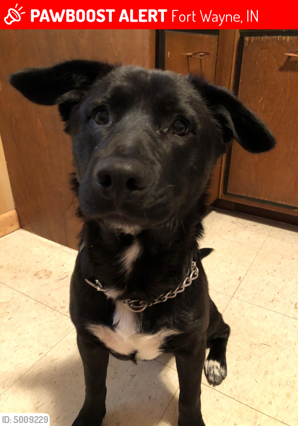 Lost Male Dog in Fort Wayne, IN 46802 Named Cooper (ID: 5009229) | PawBoost