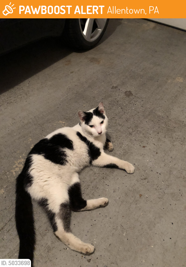 Found/Stray Male Cat in Allentown, PA 18104 (ID 5033698) PawBoost