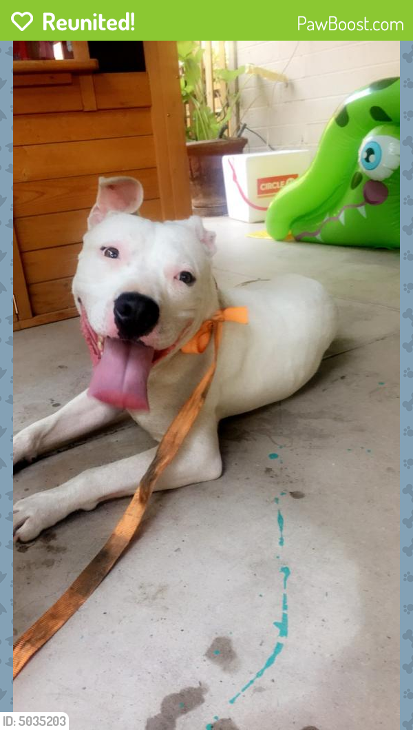 Reunited Male Dog in Phoenix, AZ 85004 (ID 5035203) PawBoost