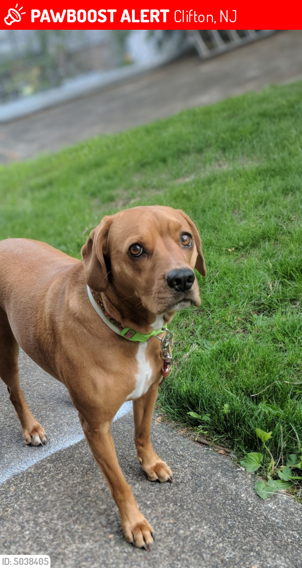 Lost Female Dog in Clifton, NJ 07013 Named Rose (ID 5038405) PawBoost