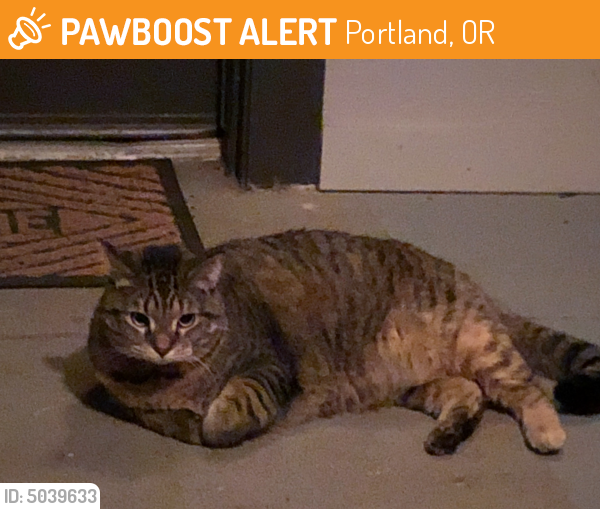 Found/Stray Cat in Portland, OR 97225 (ID: 5039633) | PawBoost
