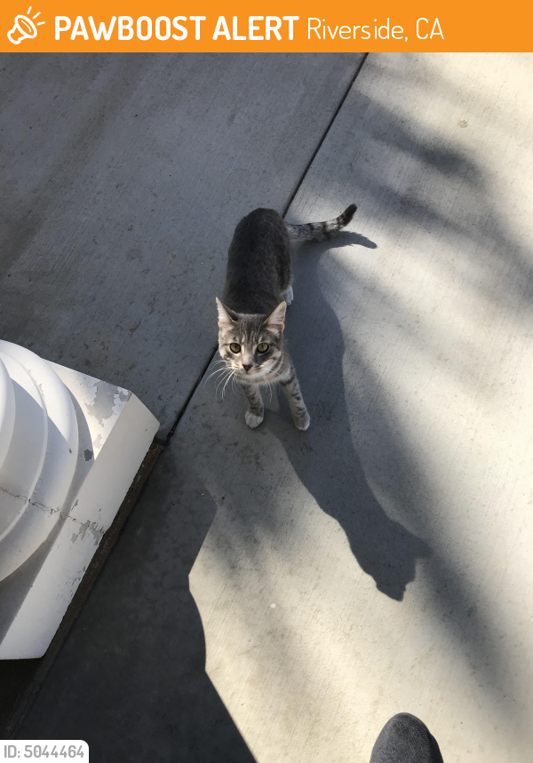 Found/Stray Cat in Riverside, CA 92508 (ID 5044464) PawBoost