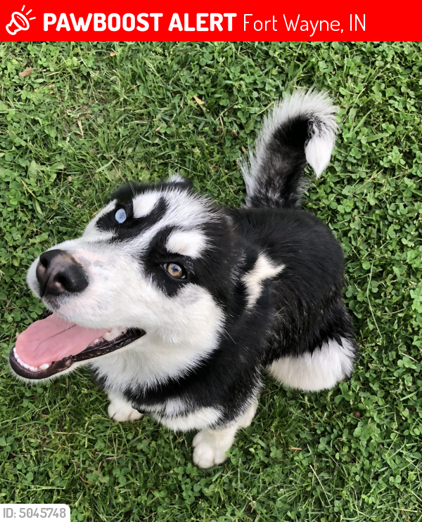 Lost Female Dog in Fort Wayne, IN 46819 Named Everest (ID: 5045748