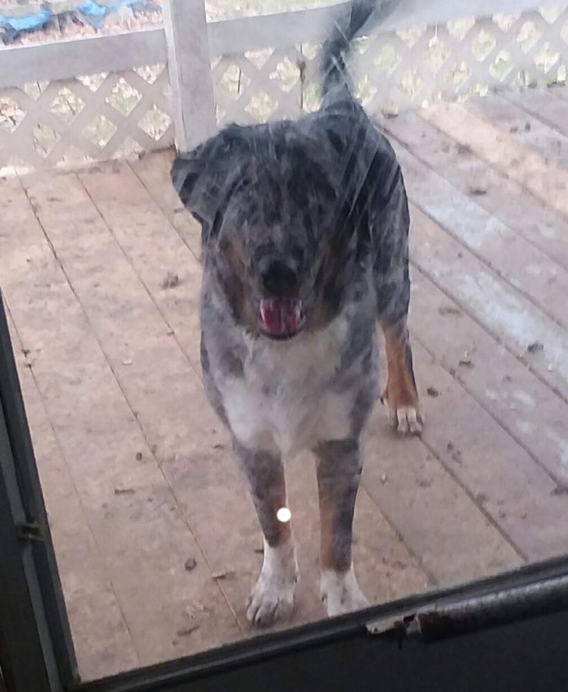 Lost & Found Dogs, Cats, and Pets in Ohio 45840 Page 1 PawBoost