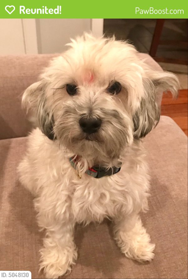 Reunited Male Dog in Washington, DC 20009 (ID 5048130) PawBoost