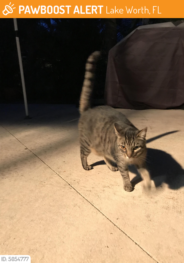 13 Stray Cats Found Near Me Stock