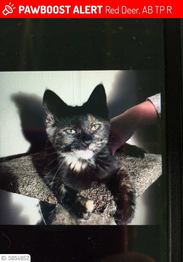 lost and found red deer