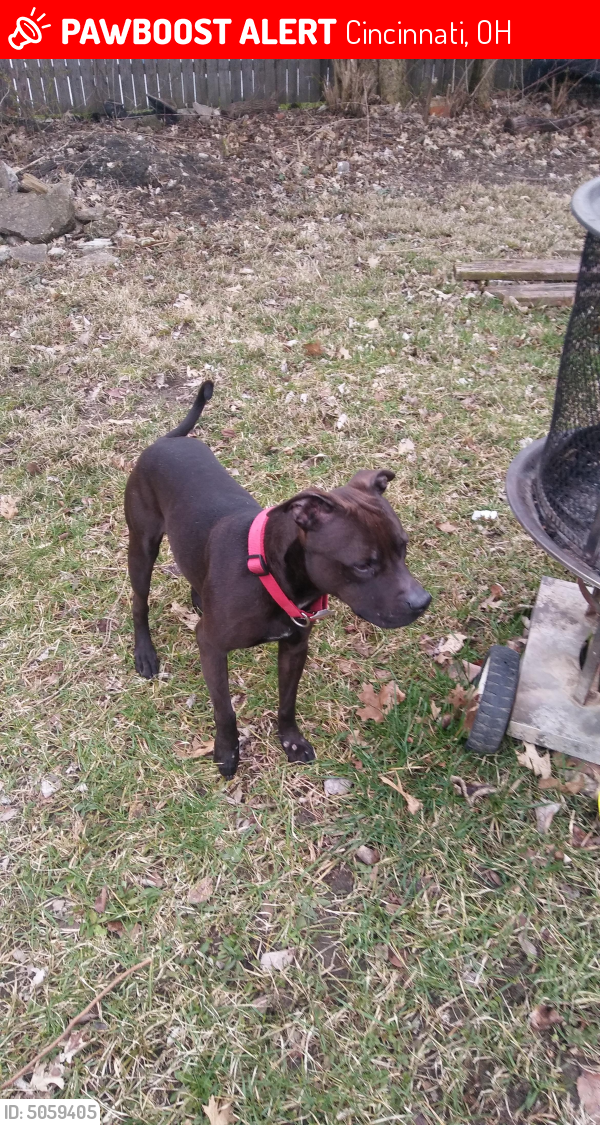 Lost Male Dog in Cincinnati, OH 45206 Named Bug (ID 5059405) PawBoost