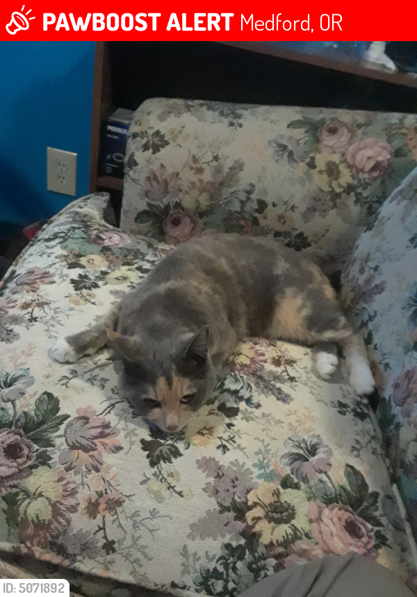 Lost Female Cat in Medford, OR 97504 Named Bella (ID 5071892) PawBoost