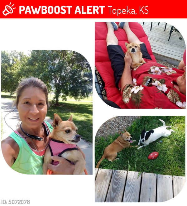 Lost Female Dog In Topeka Ks Named Chica Id Pawboost