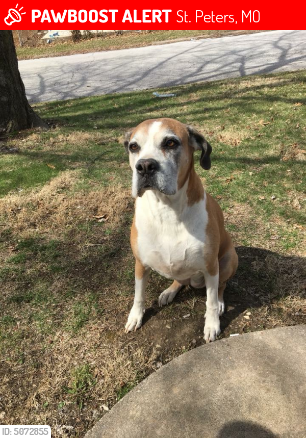 Lost Female Dog in St. Peters, MO 63376 Named Karmen (ID 5072855