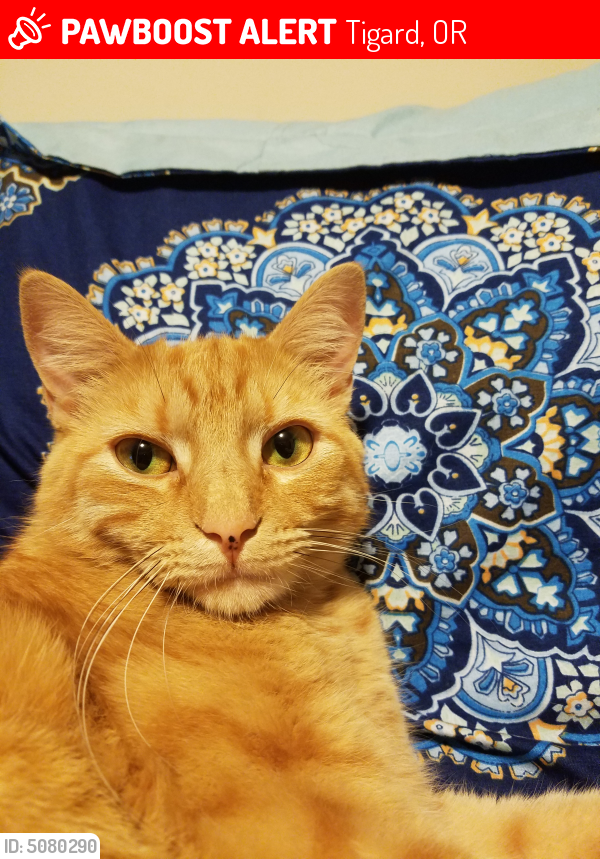 Lost Male Cat in Tigard, OR 97224 Named Simba (ID: 5080290 ...