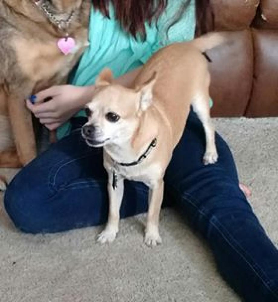 Lost & Found Dogs, Cats, and Pets in West Virginia 25801 Page 1