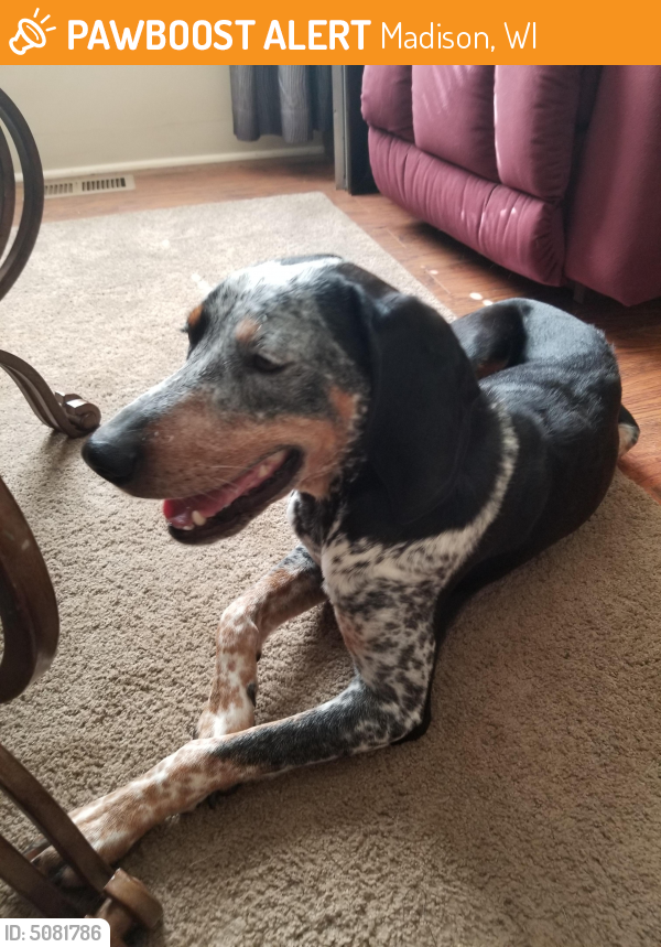 Found/Stray Female Dog in Madison, WI 53715 (ID 5081786) PawBoost