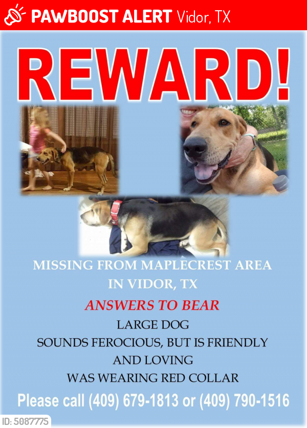 lost a dog called bear