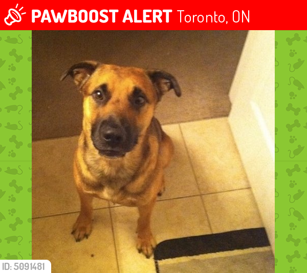 lost dog scarborough