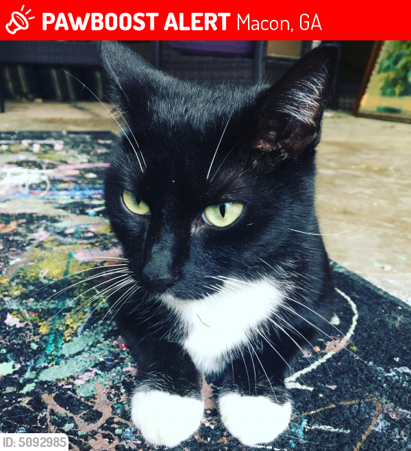 Lost Female Cat in Macon, GA 31210 Named Kathy (ID ...