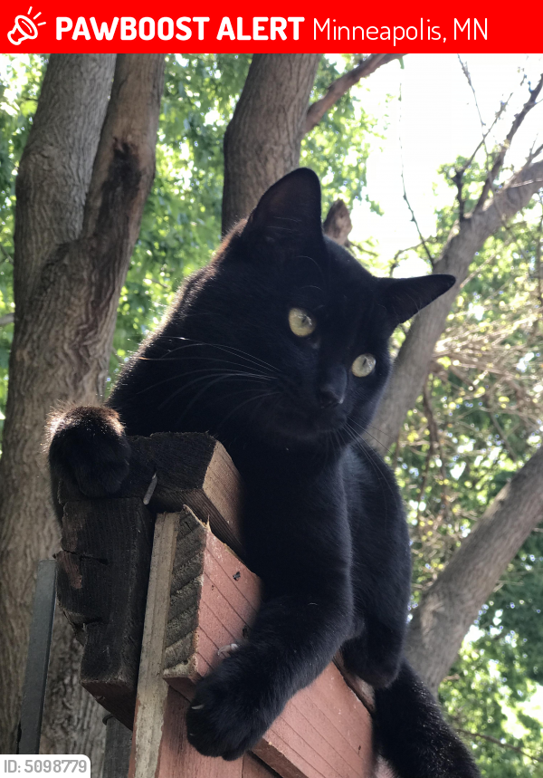 Lost Male Cat in Minneapolis, MN 55408 Named Blackbear (ID 5098779