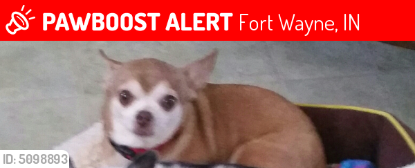 Lost Female Dog in Fort Wayne, IN 46806 Named Amber (ID: 5098893