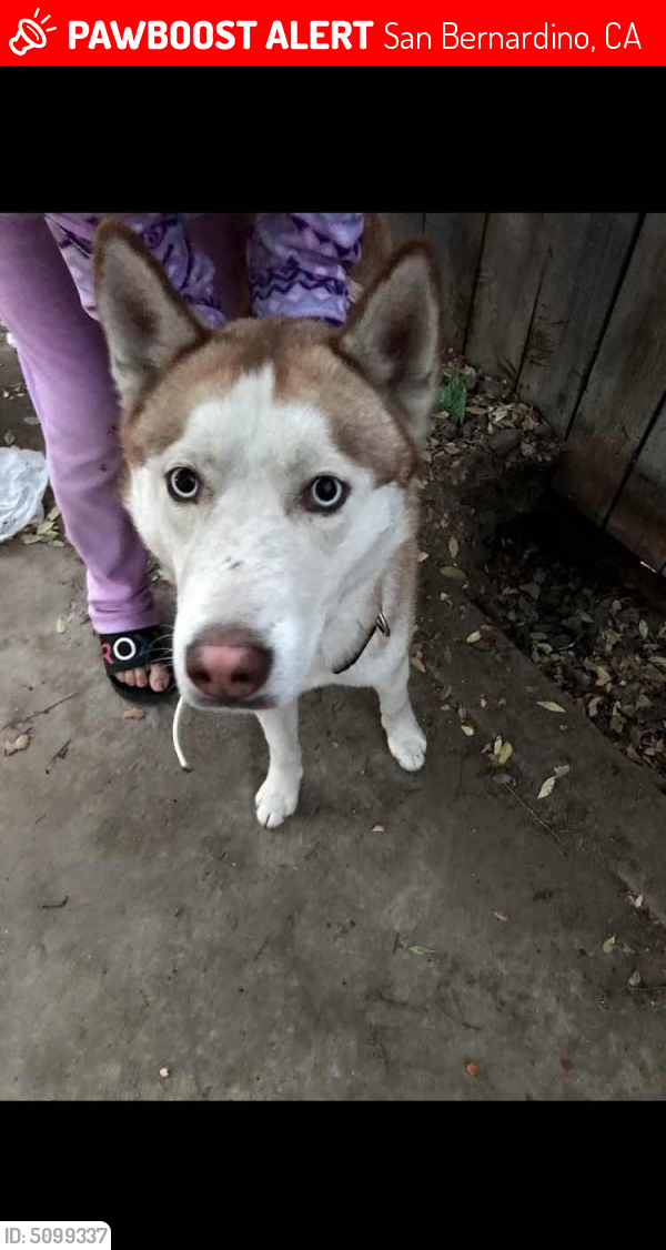 Lost Male Dog in San Bernardino, CA 92404 Named tobias (ID: 5099337