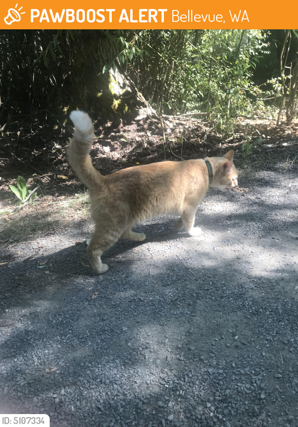 Found/Stray Cat in Bellevue, WA 98006 (ID 5107334) PawBoost