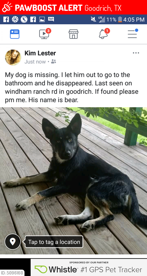lost a dog called bear