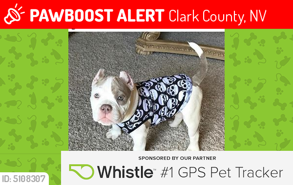 cj so cool dog breed