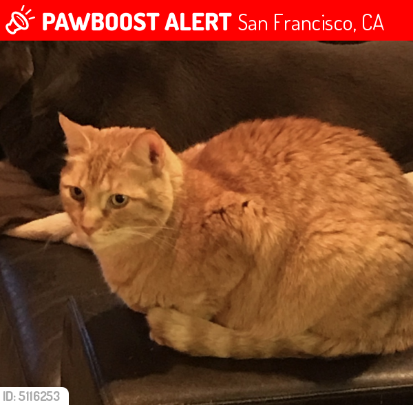 Lost Male Cat in San Francisco, CA 94114 Named Woody (ID 5116253