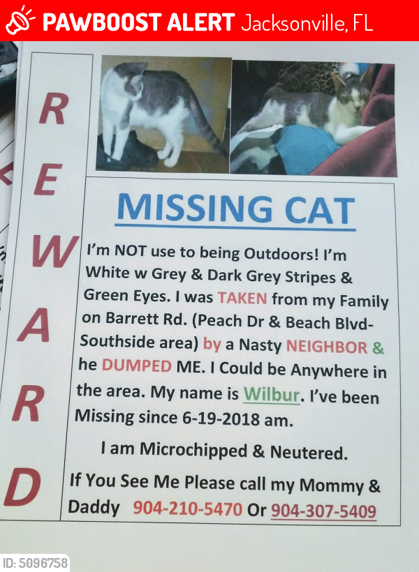 Lost Male Cat in Jacksonville, FL 32246 Named Wilbur (ID 5096758