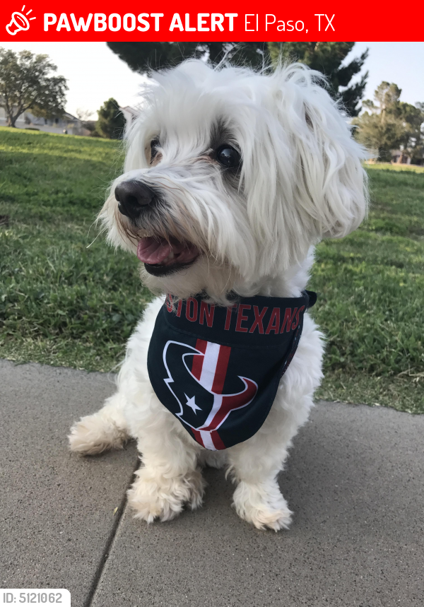 Lost Male Dog in El Paso, TX 79930 Named Riley (ID 5121062) PawBoost