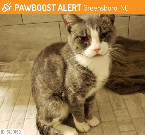 Found/Stray Male Cat in Greensboro, NC 27410 (ID 5123152) PawBoost