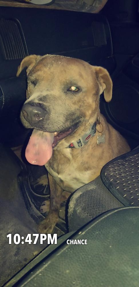 Lost & Found Dogs, Cats, and Pets in Corpus Christi, TX ...