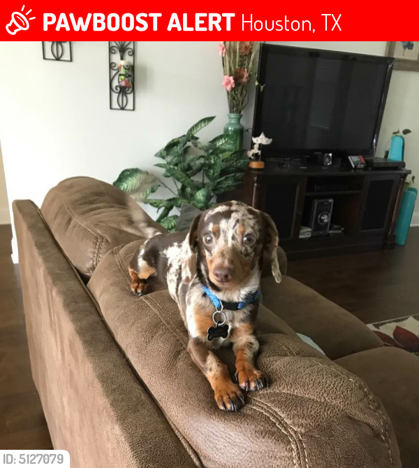 Lost Male Dog in Houston, TX 77032 Named Chip (ID 5127079